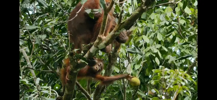 Central Bornean orangutan (Pongo pygmaeus wurmbii) as shown in Seven Worlds, One Planet - Asia